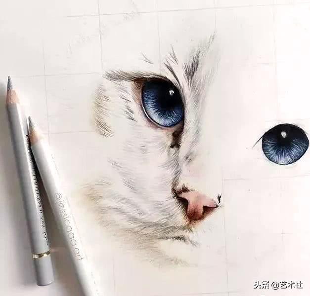 单身喵彩铅画教程|一步一步教你画一只可爱的猫咪