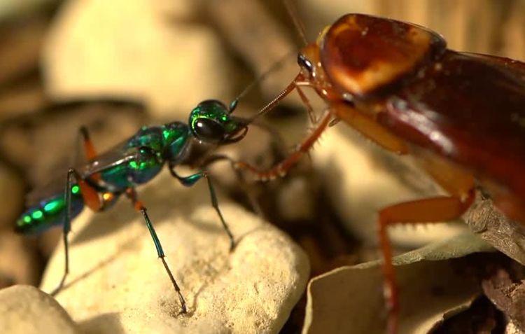 人人痛恨蟑螂，但看了这几幅图片后，我突然开始同情它了