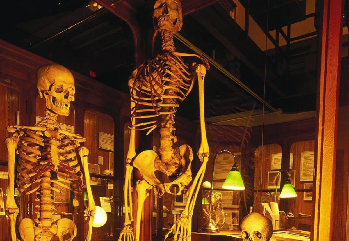 世界上最恐怖的博物馆,内在藏品全是尸体,而且还要收门票