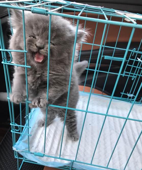 宠主花一千买了只英短蓝猫,结果噩梦就开始了