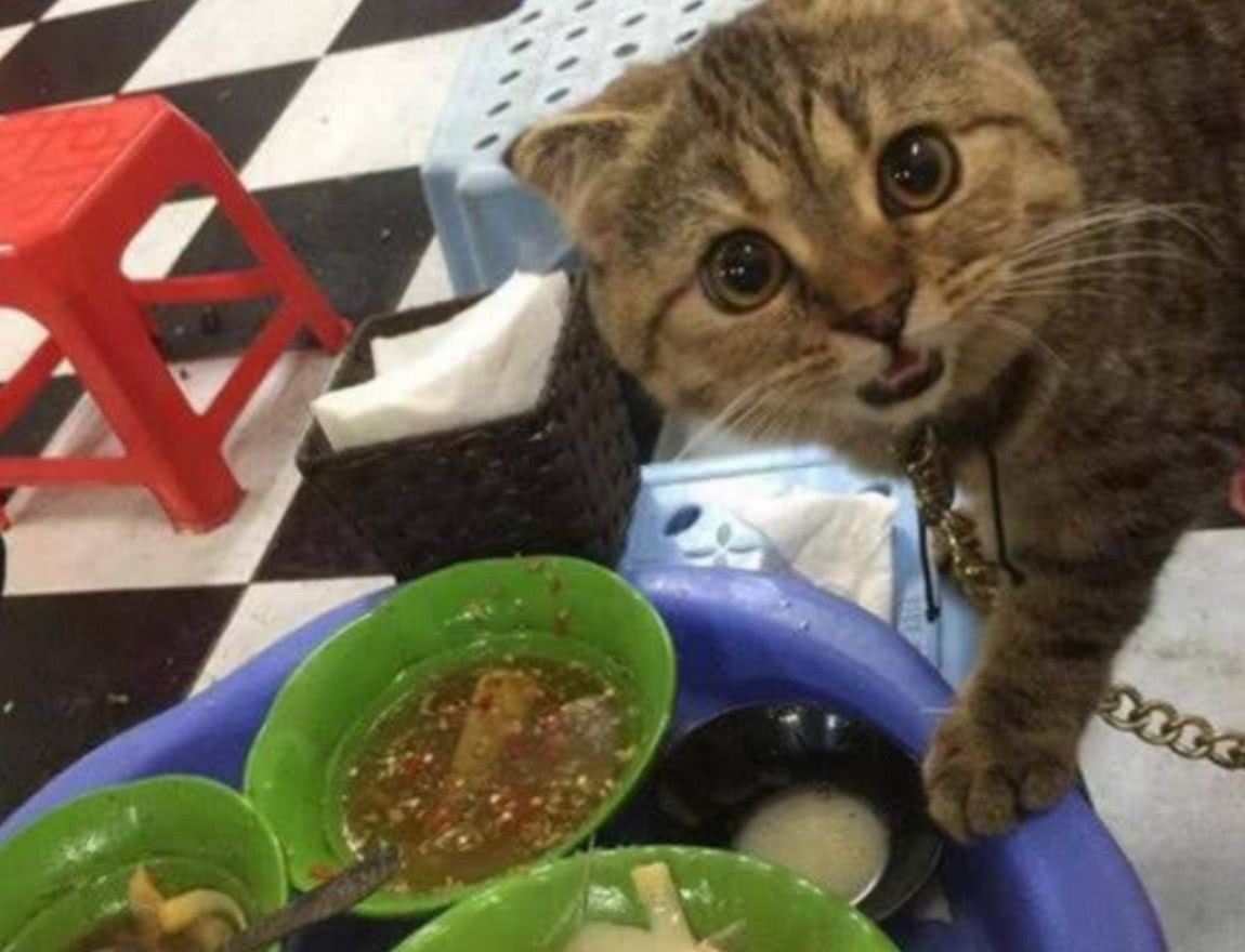 服务员在打扫饭菜时,猫咪一脸渴望的上前要分享,模样可爱极了
