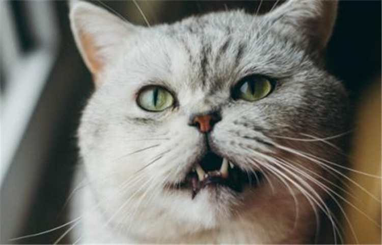 原来猫咪也会掉牙,你知道猫咪掉牙的原因吗?