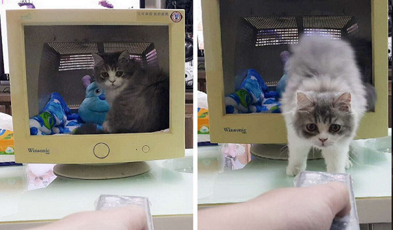 网友用猫咪还原“午夜凶铃”3D效果逼真：我以后都不敢吸猫了！