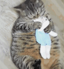 胖到天天葛优瘫,逗猫棒都逗不起来的喵星人,却过着铲屎按摩有人管