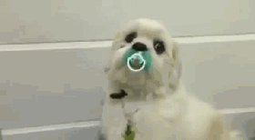 壁纸 动物 狗 狗狗 280_154 gif 动态图 动图