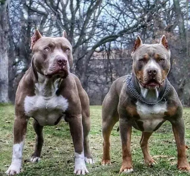 给狗肌肉注射图片