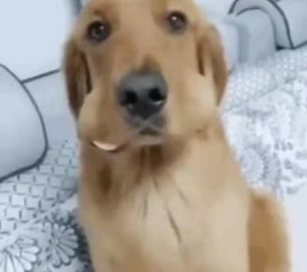 狗界“橡皮泥”,大嘴怪金毛实力演绎“能吃是福”,模样笑喷了