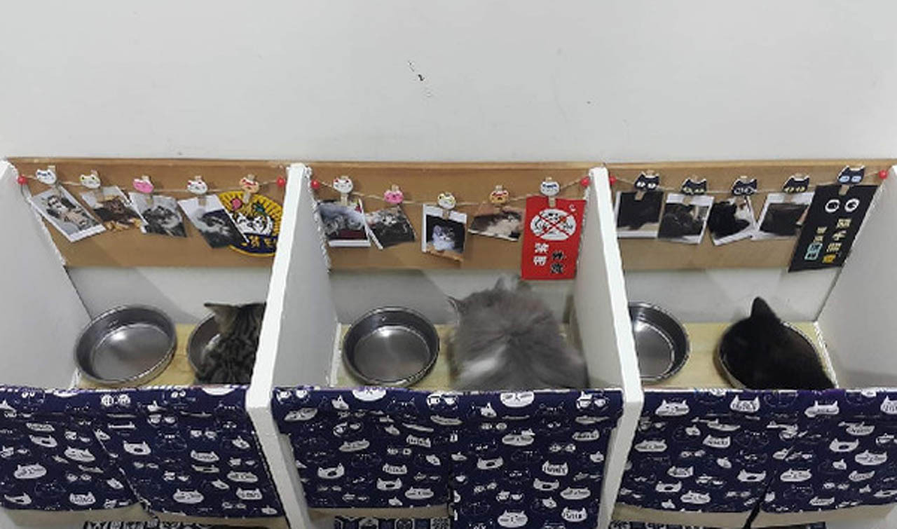 网友用猫咪还原“午夜凶铃”3D效果逼真：我以后都不敢吸猫了！