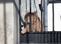 一只猫咪主题餐厅的喵星人得了节后综合症,猫:我不想上班!