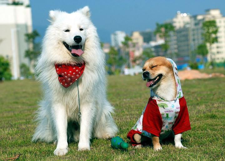 这两种犬称为微笑天使，你更喜欢哪一种呢