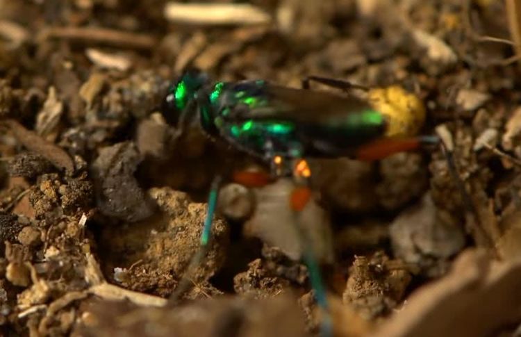 人人痛恨蟑螂，但看了这几幅图片后，我突然开始同情它了