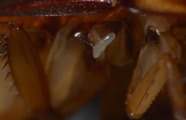 人人痛恨蟑螂，但看了这几幅图片后，我突然开始同情它了