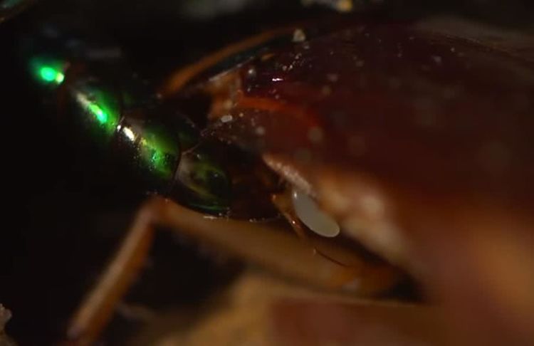 人人痛恨蟑螂，但看了这几幅图片后，我突然开始同情它了