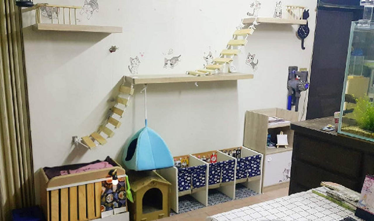 网友用猫咪还原“午夜凶铃”3D效果逼真：我以后都不敢吸猫了！