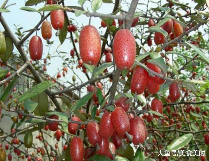 它是湖南农村大山里的野果美食, 好吃不吐籽, 如今已经很少见了