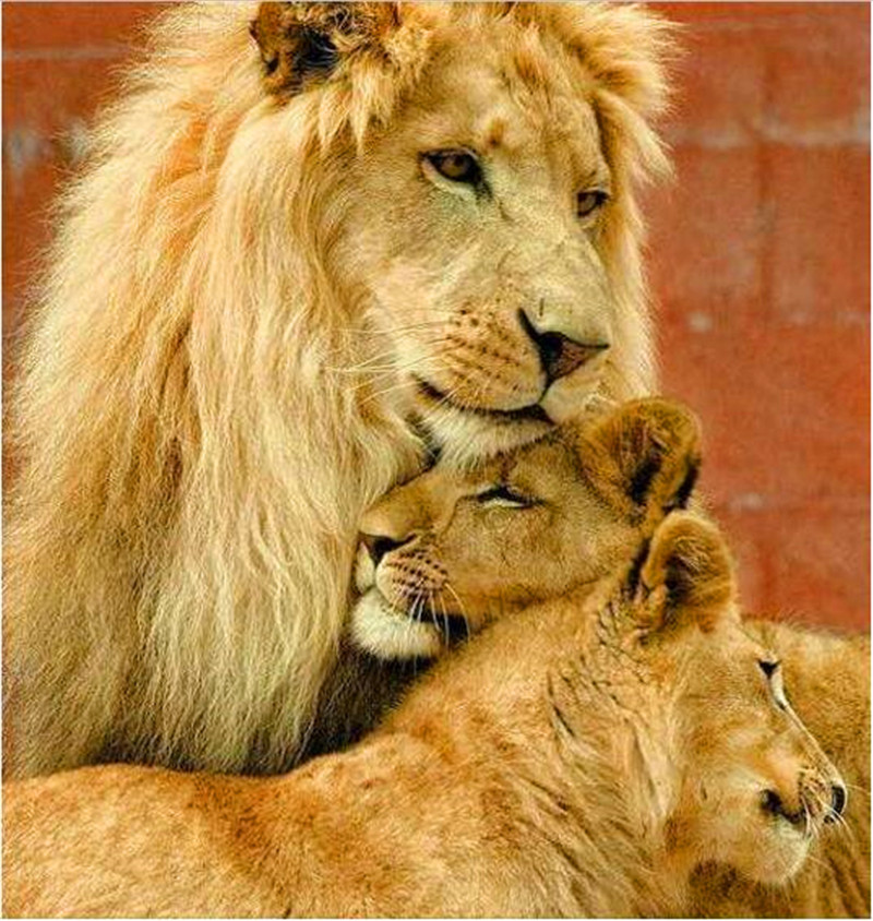这张图是一家三口的照片,一只小狮子头扎到大狮子的怀里,另一只小狮子