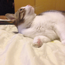 搞笑gif图片哈士奇你不适合战斗真的太傻了