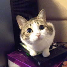 220_220gif 动态图 动图