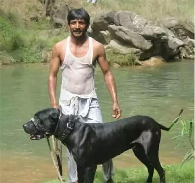 终极杀戮机器库达犬,猛犬中的战斗犬!