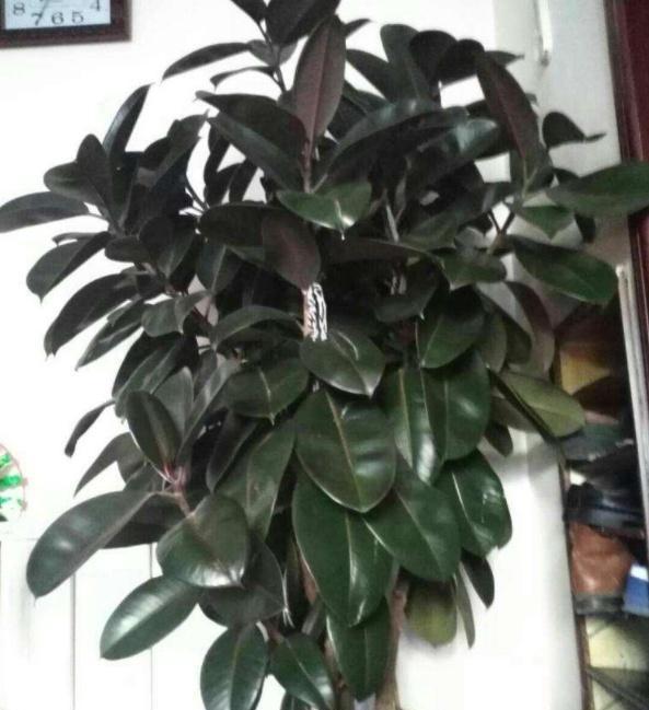 橡皮树生长不旺，这样“剪一剪”侧芽萌发快，株型旺盛漂亮