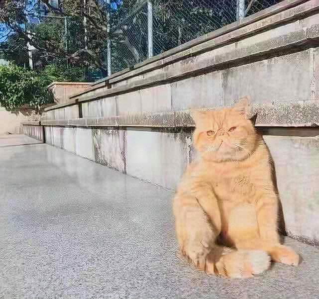 橘猫瘫坐着晒太阳,被发现后表情亮了,路人一看笑喷了