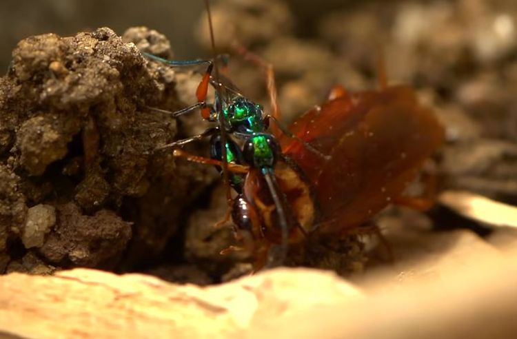 人人痛恨蟑螂，但看了这几幅图片后，我突然开始同情它了