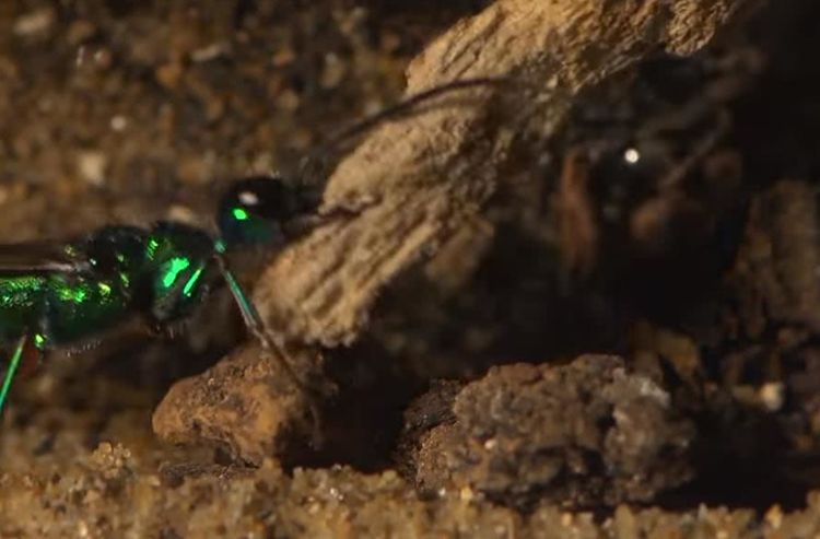 人人痛恨蟑螂，但看了这几幅图片后，我突然开始同情它了