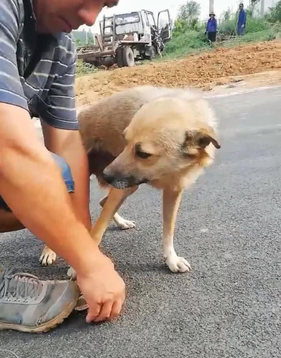 流浪狗走路一瘸一拐,路人走近看清楚后,吓得赶紧上前帮忙