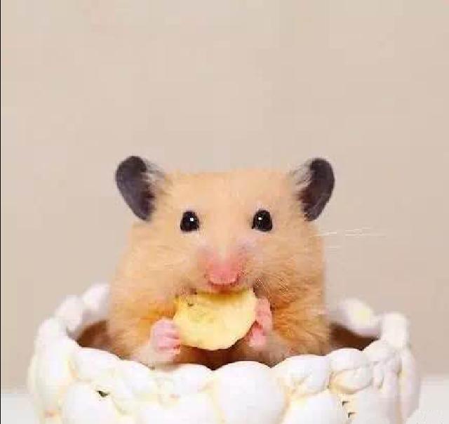 仓鼠喜欢吃的东西都有什么