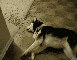 壁纸 动物 狗 狗狗 250_195 gif 动态图 动图