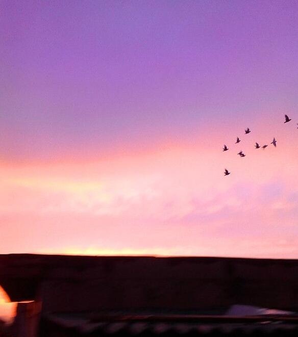 阳光总在风雨后,彩虹下飞翔的信鸽