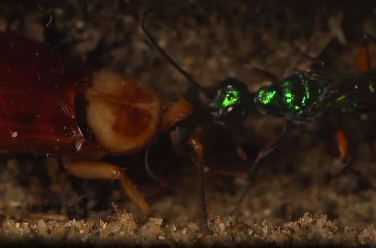 人人痛恨蟑螂，但看了这几幅图片后，我突然开始同情它了