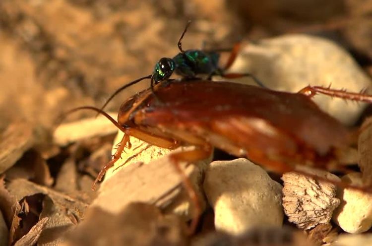人人痛恨蟑螂，但看了这几幅图片后，我突然开始同情它了