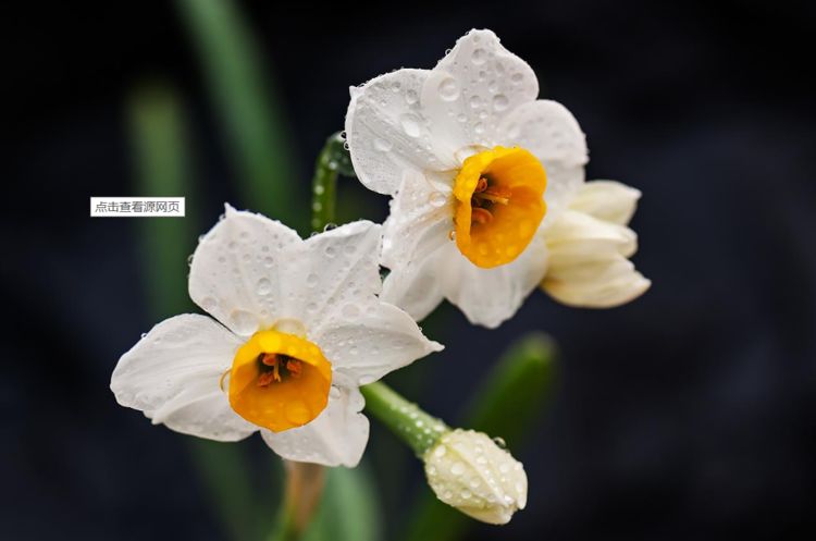 水仙花的养殖方法和水仙花的催花方法