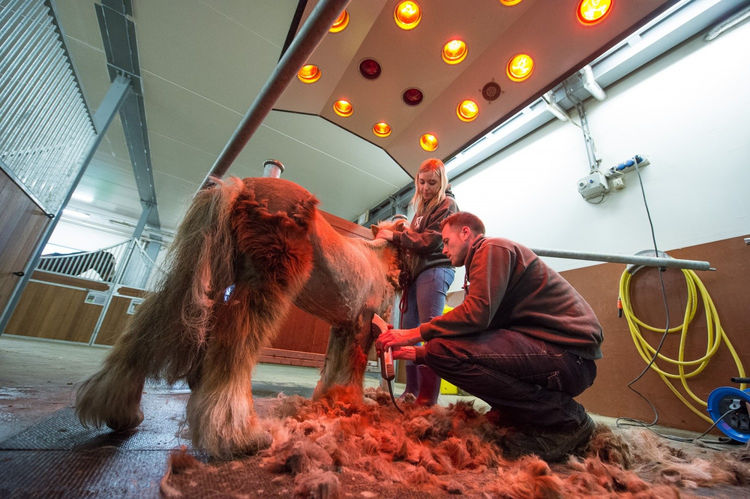 迷你小马它被人们发现在肮脏的马棚里，发现时瘦骨嶙峋指甲巨长