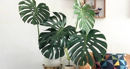 龟背竹怎么养护才会长得好 jXv0-hnknmqw3154692.jpg