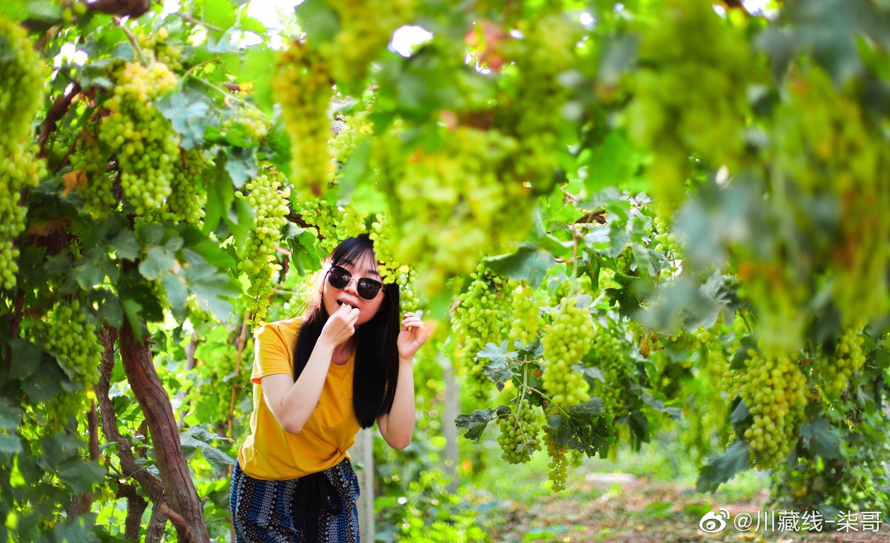 吐魯番的普通熟了 好多好多的葡萄特別的甜