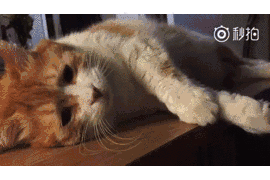 我进了20个吸猫群,就是为了收集猫咪表情包!