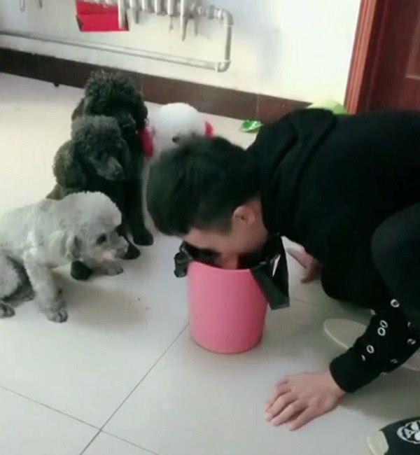 4只泰迪翻垃圾桶,主人亲自上阵杀鸡儆猴,网友