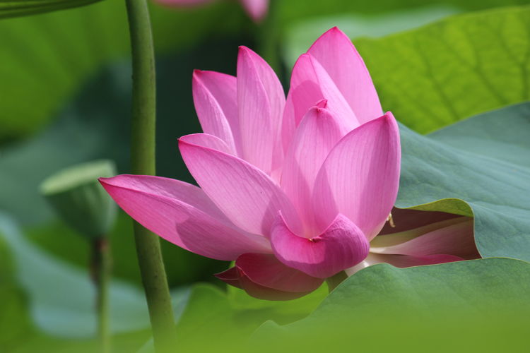 2019年买马生肖对照表图片