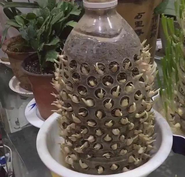 全国人民都在种生姜盆景,比富贵竹好看,埋一小块收获8斤!!