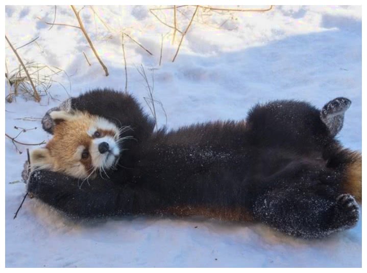 小熊猫在雪地中卖萌,颜值惊人,难怪超多网友稀罕它