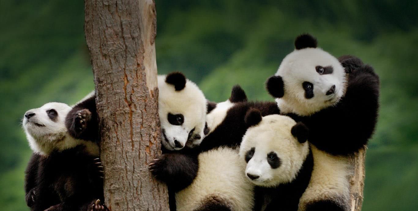 大熊猫的成长过程,每个阶段都长得不一样,你还