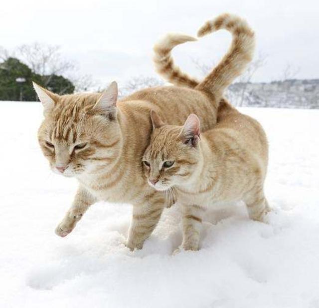 猫咪尾巴花式秀恩爱,缠绕打结后竟然分不开了!