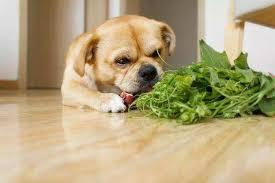 为了讨口吃的，你家狗狗会不会秒变戏精？三步让它远离餐桌