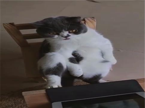 猫咪正襟危坐在小板凳上,然后一直腿放在桌子上,一只腿蹬在桌子上,一
