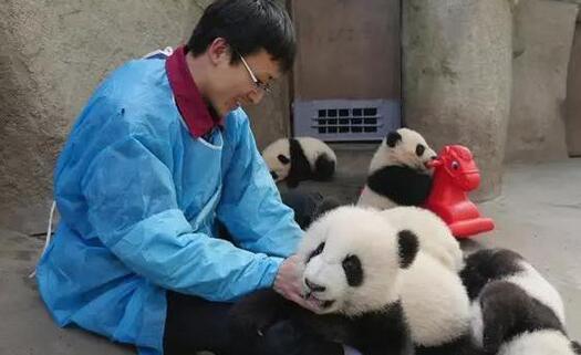 人人都想当熊猫饲养员，你知道他们月薪多少吗？说了你不信！