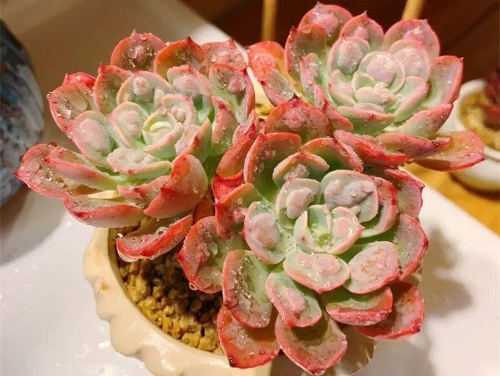 十大最丑多肉图片