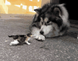 搞笑段子: 和朋友合租一个上下铺,一天室友带女友回宿舍过夜,后半夜我