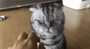 壁纸 动物 狗 狗狗 猫 猫咪 小猫 桌面 300_165 gif 动态图 动图